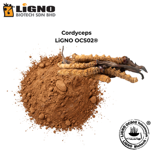 ผู้ผลิตมาเลเซีย Ophiocordyceps sinensis LiGNO OCS02 ได้รับการรับรองฮาลาลและโคเชอร์ เกรดความงามระดับพรีเมียม รับผลิตแบบ OEM ODM ผลิตภัณฑ์บำรุงผิว - Product Image 2