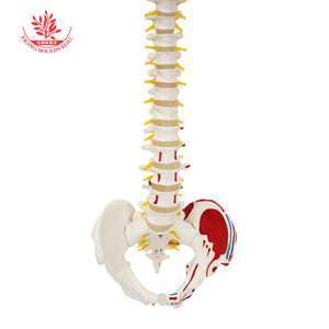 Modèle de colonne vertébrale humaine FRT015, modèle de colonne vertébrale médicale flexible en PVC avec points d'origine et d'insertion musculaire, 85 cm - Product Image 2