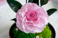 Articles pour la Saint-Valentin, Cadeau Fête des Mères 2026, Camélia préservé en dôme de verre, Décoration d'intérieur, Vente en gros