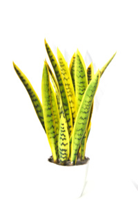 ขายส่งราคาถูก <span class=keywords><strong>sansevieria</strong></span> สำหรับขายส่ง <span class=keywords><strong>sansevieria</strong></span> พืช <span class=keywords><strong>sansevieria</strong></span> ที่ยอดเยี่ยมงูพืช - Product Image 3