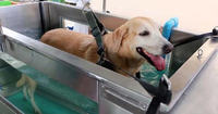 Equipo de hidroterapia para mascotas C480-Cinta de correr subacuática para entrenamiento de recuperación y fitness canino