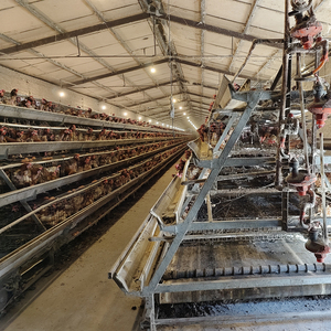 <span class=keywords><strong>Jaula</strong></span> <span class=keywords><strong>para</strong></span> Gallinas Ponedoras Galvanizada Directamente de Fábrica, con Capacidad <span class=keywords><strong>para</strong></span> 1000 Aves, Limpieza de Estiércol Manual con Manivela, <span class=keywords><strong>en</strong></span> <span class=keywords><strong>Venta</strong></span> - Product Image 2