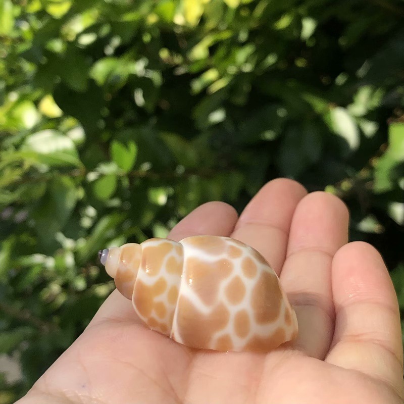 27 | Size 2-4cm | Open Size 1-2cm