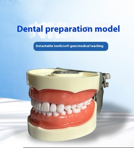 Modèle de résine dentaire standard 32 dents pleine bouche détachable préparation à l'enseignement oral pour la <span class=keywords><strong>formation</strong></span> en sciences médicales - Product Image 5