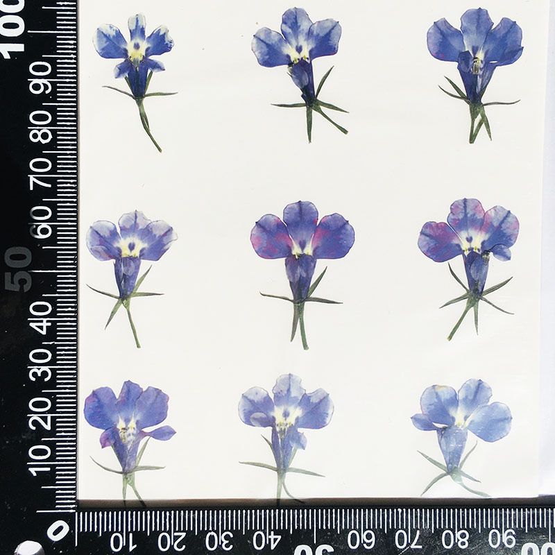 MH99 porcelaine naturelle bleue et blanche 12 pcs/sac