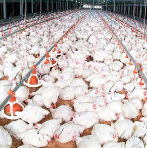 <span class=keywords><strong>Maison</strong></span> de poulets de chair automatique à bas prix à <span class=keywords><strong>vendre</strong></span> en Algérie - Product Image 5