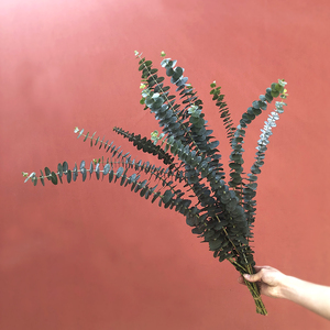 Fleurs d'été en gros : Eucalyptus naturel préservé pour la décoration intérieure - Product Image 2