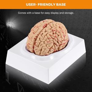 Modèle d'anatomie du cerveau humain en PVC 8 parties, grandeur nature, conception détachable d'apprentissage interactif pour <span class=keywords><strong>les</strong></span> <span class=keywords><strong>neurosciences</strong></span> médicales en <span class=keywords><strong>classe</strong></span> - Product Image 2