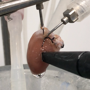 In Vitro Küçük Hayvan Kardiyak Elektrofizyolojisi, Kasılma ve Hastalık Modeli Araştırmaları için Çalışan Kalp Perfüzyon Sistemi - Product Image 6