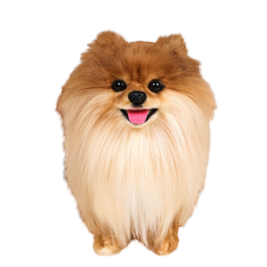 Peluche réaliste de chien Pomeranian faite à la main par <span class=keywords><strong>Katie</strong></span> Hosseini, jouet en peluche, cadeau pour les garçons et les filles, 31 cm-50 cm - Product Image 1