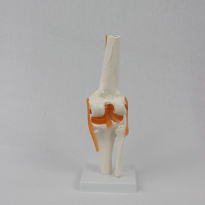 Modèle de genou fonctionnel en stock, d'apparence naturelle, rotule entièrement flexible avec ligaments et squelette. - Product Image 2
