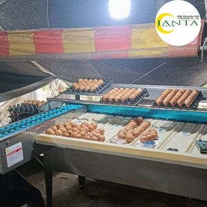 อุปกรณ์แปรรูปและคัดแยกไข่สัตว์ปีกคุณภาพสูง JantaFarm กำลังการผลิต 4500 ฟองต่อชั่วโมง ทำจากสแตนเลส ระบบคัดแยกอัตโนมัติ - Product Image 2
