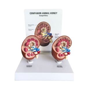 KyrenMed-Modelo de riñón animal de compañía de 2 piezas con renal normal y anatomía patológica para enseñanza veterinaria - Product Image 1