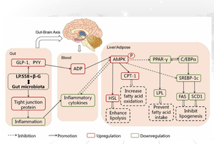 סין פרוביוטיקה ספק Wholesales בתפזורת מזון כיתה חומצה לקטית חיידקים לקטובצילוס bulgaricus עבור לשפר חיסונית מערכת - Product Image 6