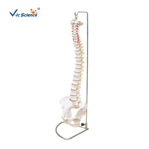 Modelo de Columna Vertebral con Pelvis para Ciencias Médicas, Modelo de Columna Vertebral Humana de Plástico, <span class=keywords><strong>Esqueleto</strong></span> de Tamaño Real - Product Image 1