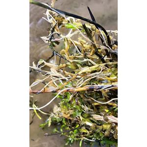 <span class=keywords><strong>Creeping</strong></span> Rooting Grânulos Funcionais aqua-plant Rooting Manutenção Grânulos - Product Image 6