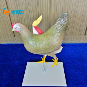 Modèle d'enseignement d'anatomie animale, modèle d'anatomie du squelette et de la structure interne de la poule pour la <span class=keywords><strong>recherche</strong></span> sur les <span class=keywords><strong>animaux</strong></span> - Product Image 2