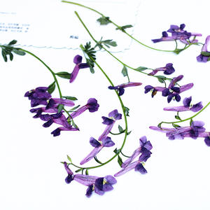 <span class=keywords><strong>Flores</strong></span> Secas Naturales Prensadas de <span class=keywords><strong>Corydalis</strong></span> Fumewort con Tallos para Manualidades, Bodas, Decoración del Hogar y Festividades - Product Image 6