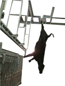 Băng Tải Giết Mổ Gia Súc - Product Image 2