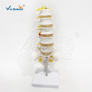 Modèle d'enseignement d'<span class=keywords><strong>anatomie</strong></span> orthopédique de la colonne vertébrale humaine (lombaire, sacrum, coccyx) avec disque intervertébral et racine nerveuse - Product Image 6
