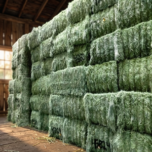 Foin de luzerne et d'herbe de Rhodes de qualité supérieure pour chevaux, bovins, porcs, poissons et chiens à prix très avantageux - Emballage de 45 kg/600 kg - Product Image 3