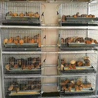Élevage de Volaille Complet Automatique YYC, Cage à Cailles pour la Production d'Œufs, avec Mangeoire et Abreuvoir