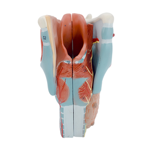 2x Modèle d'anatomie en PVC Larynx élargi avec vaisseaux sanguins Thyroï<span class=keywords><strong>de</strong></span> Adam's Apple pour étudiants en médecine Outil <span class=keywords><strong>de</strong></span> soins infirmiers pour l'enseignement - Product Image 6