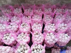 Ajo a granel <span class=keywords><strong>Comprar</strong></span> Precio al por mayor Proveedor de ajo de China para el mercado de Guyana - Product Image 3