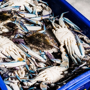 Hoang Dã đánh bắt màu xanh bơi cua đông lạnh nấu chín toàn bộ cua cụm chân thịt cua động vật có vỏ iqf hải sản Nhà cung cấp cho xuất khẩu nhập khẩu - Product Image 1