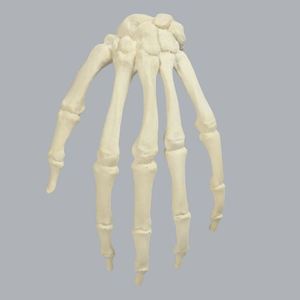 KyrenMed, modelo anatómico medio de <span class=keywords><strong>mano</strong></span> humana izquierda <span class=keywords><strong>derecha</strong></span> de espuma sólida, modelo de entrenamiento ortopédico para Taller de perforación preoperatoria - Product Image 4