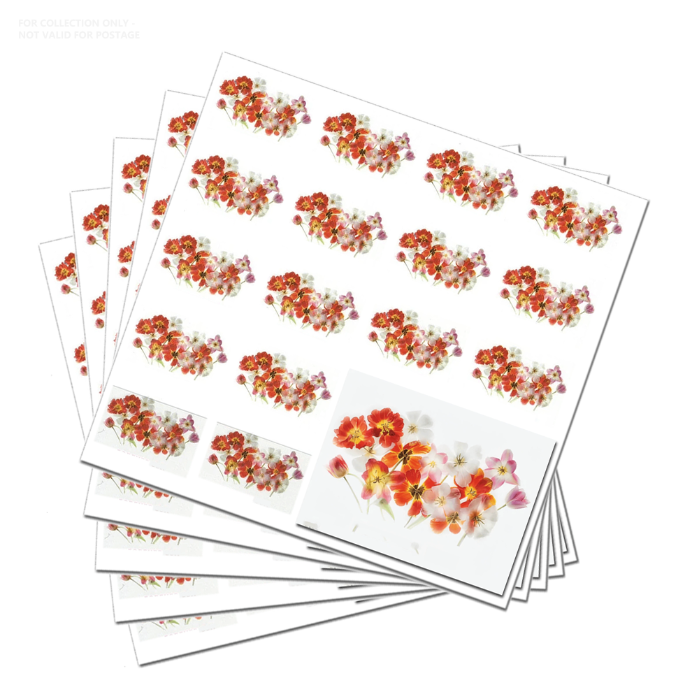 Tulipanes blancos Y18 2022 (100 piezas)