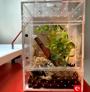 Nuevos Recintos <span class=keywords><strong>de</strong></span> Acrílico para Tarántulas, Casetas <span class=keywords><strong>de</strong></span> Cría <span class=keywords><strong>de</strong></span> Reptiles, Criaderos <span class=keywords><strong>de</strong></span> Arañas con Techo, Venta al por Mayor para Profesionales <span class=keywords><strong>de</strong></span> la Serología - Product Image 6