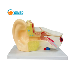 Modello Anatomico dell'Orecchio Umano in PVC Smontabile per Scienza Medica, Modello Didattico dell'Orecchio Ingrandito 3 Volte - Product Image 1