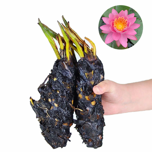 Nymphaea 'Princess <span class=keywords><strong>Elizabeth</strong></span>' - une plante aquatique adaptée aux bassins de jardin et aux serres - Nénuphar 'Princess <span class=keywords><strong>Elizabeth</strong></span>' - Product Image 1
