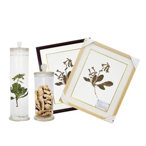 Spécimens préservés de Rehmannia glutinosa, une plante naturelle et cultivée artificiellement, sont conservés dans des bocaux en verre. - Product Image 1