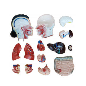 मेडिकल स्कूल के लिए मानव शिक्षण 42 सेमी महिला टोरसो 15 भाग टोर्सो श्रृंखला मॉडल - Product Image 3