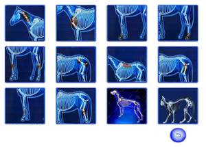Dispositivo elettrico riutilizzabile di massaggio del cane & del cavallo con la terapia radiale dell'onda d'urto 200W CE certificato per rilassamento del muscolo & sollievo dal dolore - Product Image 4