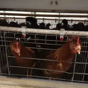 Kandang Kandang Unggas, 3/4 Tingkat, Rumah Peternakan Ayam Unggas Tipe A Lapisan Galvanis Kandang Ayam Telur