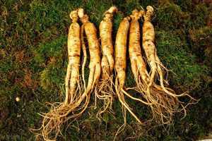 Экстракт женьшеня, порошок, экстракт листьев женьшеня, экстракт женьшеня ginsenoside - Product Image 2