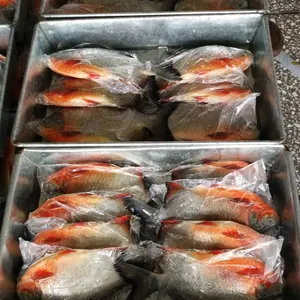 IQF Gefrorene Rote Pomfret Rot Pacu Fisch