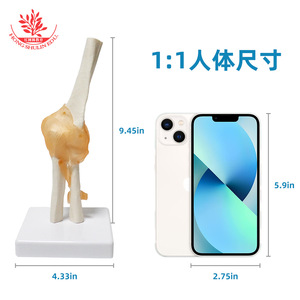 Modèle d'articulation du coude humain avec ligaments FRT030, modèle squelettique naturel de grande taille pour l'enseignement de la rééducation osseuse. - Product Image 5