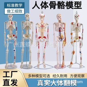 85cm Human Musculoskeletal Structure and Ligament Full Skeleton Model, Detachable Spine Yoga White Skull - Product Image 5
