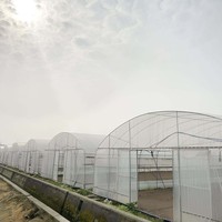 Kit de serre en film plastique multi-spans personnalisable pour l'agriculture, la culture hydroponique de tomates, de choux et de laitues
