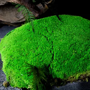 2023 Zachte Droom Groothandel Geconserveerd Broodje Kussen Paal Mos Groene Muur Echt Natuurlijk Gestabiliseerd Geconserveerd Mos Rendier Mos