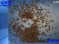Máquina de clasificación de granos de café, color