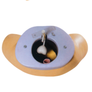 Modèle d'examen des glandes de la <span class=keywords><strong>prostate</strong></span> d'enseignement médical BIX-L63 avec matériau en PVC avancé pour la démonstration de la maladie et une utilisation pratique - Product Image 2