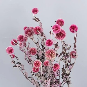 Flores y Plantas secas Eryngium de Planeta Azul preservado de <span class=keywords><strong>echinops</strong></span> coloridos más populares de INS para decoración del hogar de bodas - Product Image 3