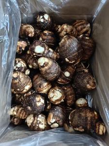 Taro frais du Shandong, Chine, sucré, croustillant, de haute qualité, certifié HACCP, prêt à consommer toute l'année, prix avantageux - Product Image 2