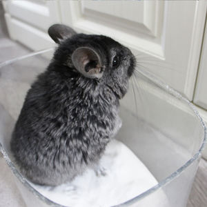 Pet hamster bain sable - Product Image 6