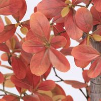 Plante artificielle en pot en plastique Polyscias, ornement de jardin pour la décoration de bureau, de jardin et de maison, plantes artificielles